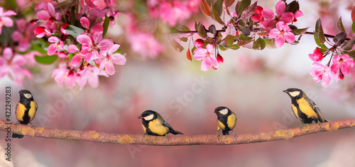 Chickadee birds sit in the spring sunny garden on the branches apple trees wi...