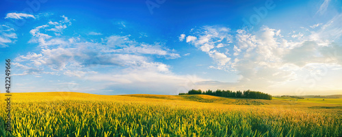 Beautiful summer rural natural landscape with ripening wheat fields, blue sky with clouds in warm day. Panoramic view of spacious hilly area. photo