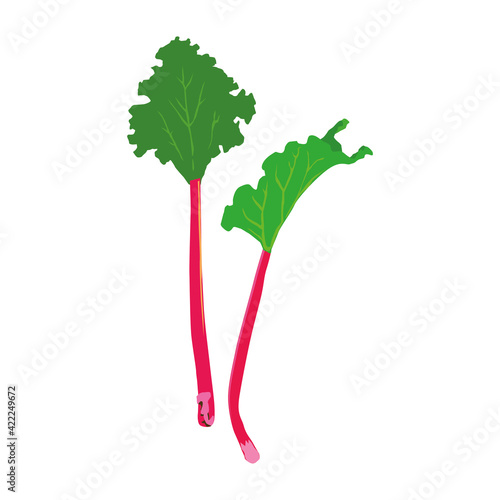 Rhubarb vector illustration, white background