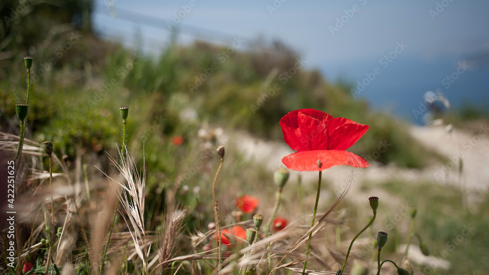 Coquelicot au bord de la route des crêtes Coquelicot au bord de la route des crêtes