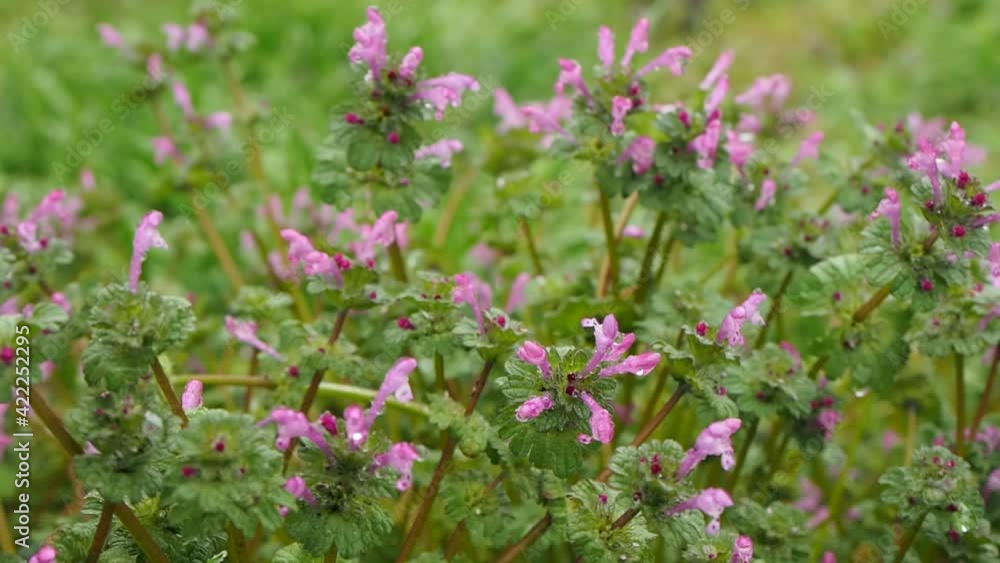 Wild flowers blooming in a field. Wild flowers blooming in a field.