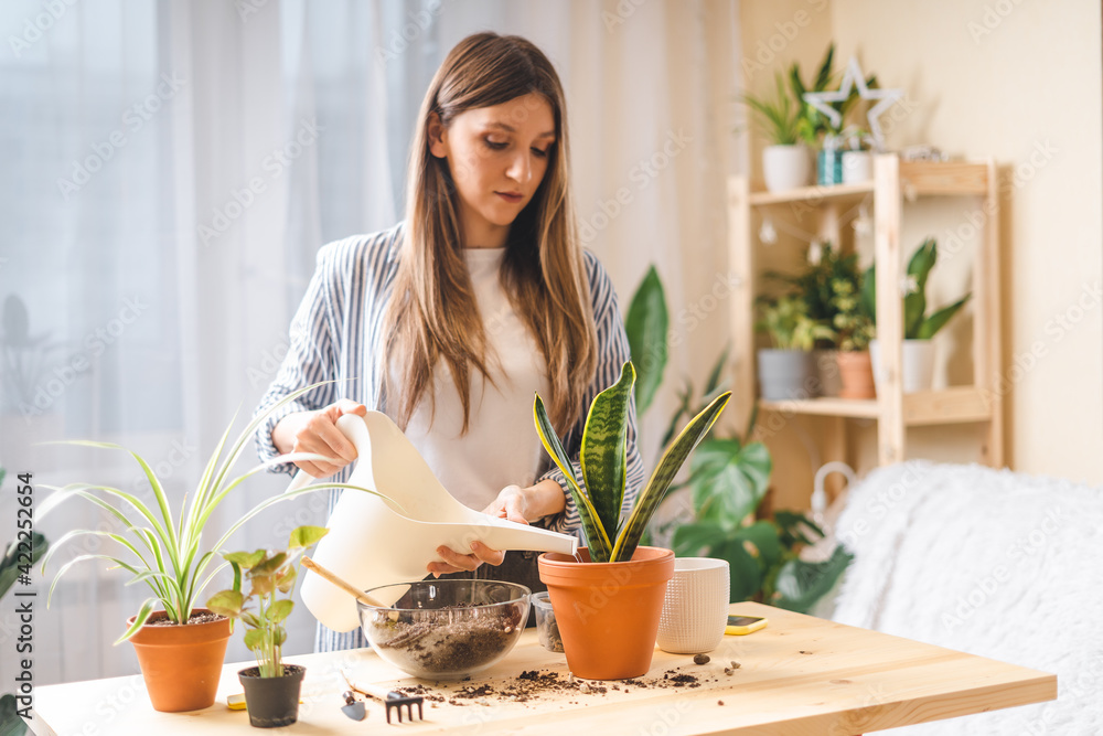 Woman gardeners watering plant in ceramic pots on the wooden table. Home gardening, love of houseplants, freelance. Spring time. Stylish interior with a lot of plants. Taking care of home plants. Woman gardeners watering plant in ceramic pots on the wooden table. Home gardening, love of houseplants, freelance. Spring time. Stylish interior with a lot of plants. Taking care of home plants.
