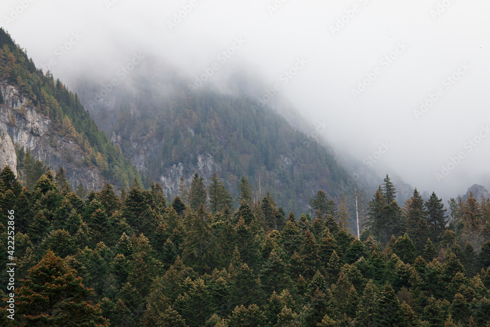 Low angle view of forest and mountain during foggy day