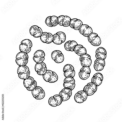 Hand drawn probiotic streptococcus thermophiles bacteria. Good microorganism for human health and digestion regulation. Vector illustration in sketch style