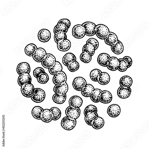 Hand drawn probiotic lactococcus bacteria. Good microorganism for human health and digestion regulation. Vector illustration in sketch style