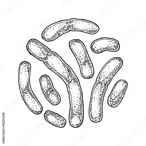 Hand drawn probiotic lactobacillus bacteria. Good microorganism for human health and digestion regulation. Vector illustration in sketch style