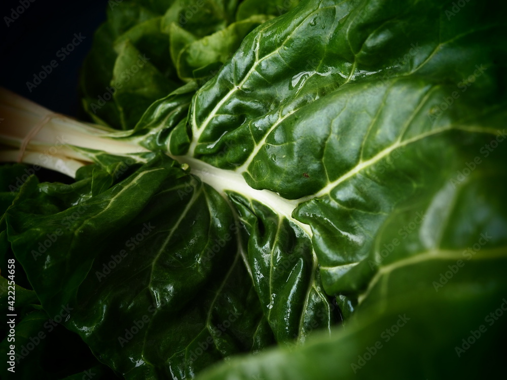 Mangold Beta Vulgaris Biennial Herb A Subspecies Of Common Beet Fortified Green Lettuce Leaves Vegetarian Or Healthy Food Washed Chard Fresh Harvested Swiss Chard From An Organic Farm Macro Shot Stock 写真 Mangold Beta Vulgaris Biennial Herb A Subspecies Of Common Beet Fortified Green Lettuce Leaves Vegetarian Or Healthy Food Washed Chard Fresh Harvested Swiss Chard From An Organic Farm Macro Shot Stock 写真