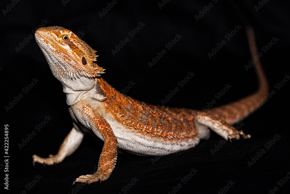 Naklejka premium Side on of a bearded dragon on a black background