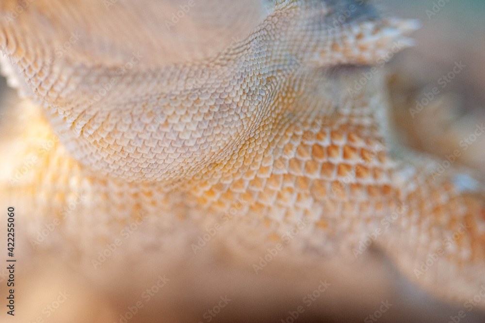 Bearded Dragon scales up close Bearded Dragon scales up close