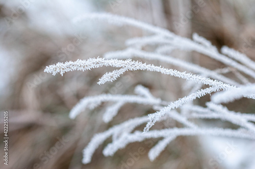 Frosty tendrils. Frost clinging to grasses