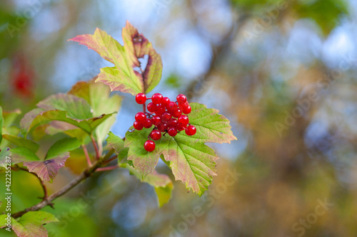 Guekder-rose berries, a type of Viburnum, 