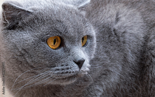 Beautiful gray cat looking to the side. Scottish fold cat with orange eyes, close up.