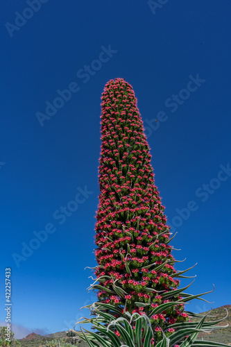 the curious spear shape of the red tajinaste (Echium wildpretii) and the striking color of its flowers stand out in the volcanic landscape of the Cañadas del Teide, the only place in Tenerife. photo