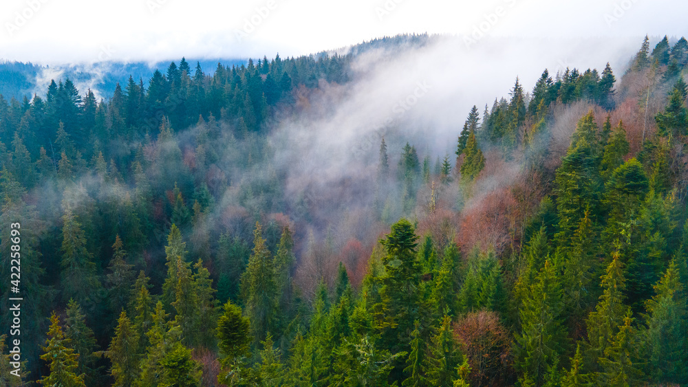 forest mountains pine needles beautiful landscape forest mountains pine needles beautiful landscape