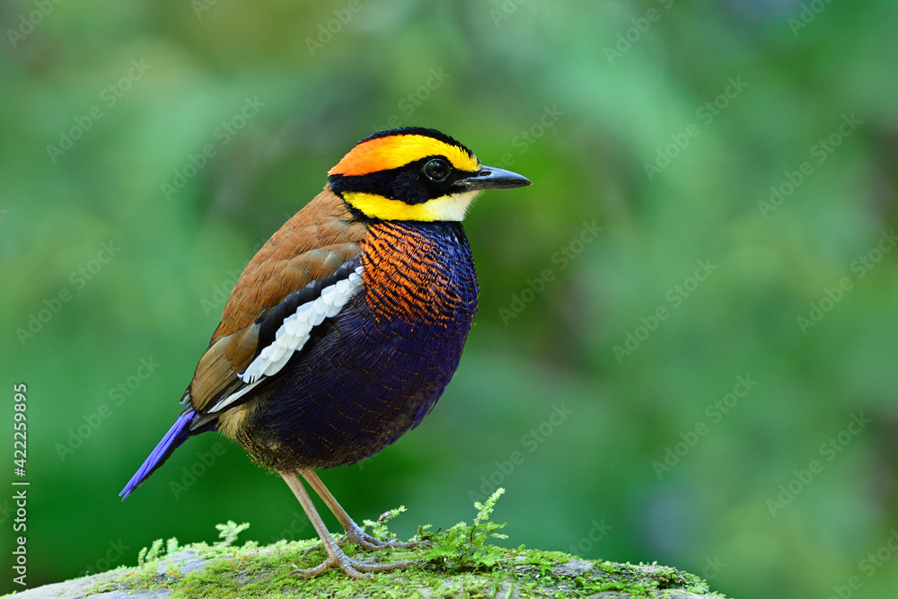 Malayan Banded Pitta (hydrornis guajana) beautiful bird residentail in southern of Thailand Malayan Banded Pitta (hydrornis guajana) beautiful bird residentail in southern of Thailand