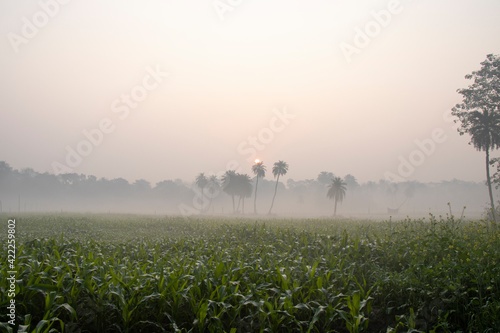 view of a corn farm in winter season foggy morning