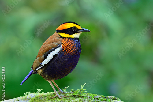 Malayan Banded Pitta (hydrornis guajana) beautiful bird residentail in southern of Thailand photo
