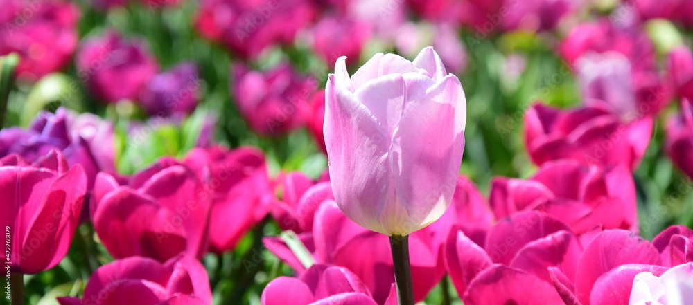 Tulpen im Sonnenlicht in rosa und pink - Banner und Hintergrund Frühling und Frühblüher