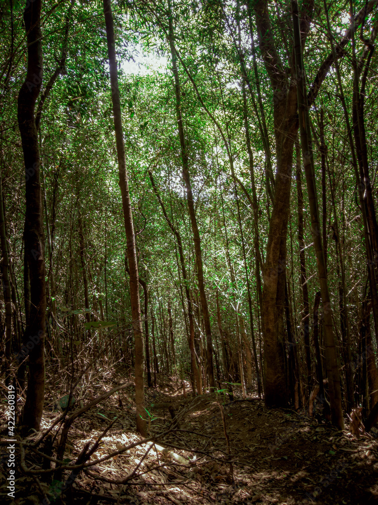 Fototapeta premium path in the forest
