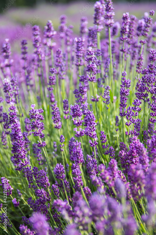 Lavender bushes closeup on sunset.. Field of Lavender, Lavender officinalis. Lavender flower field, image for natural background.Very nice view of the lavender fields.