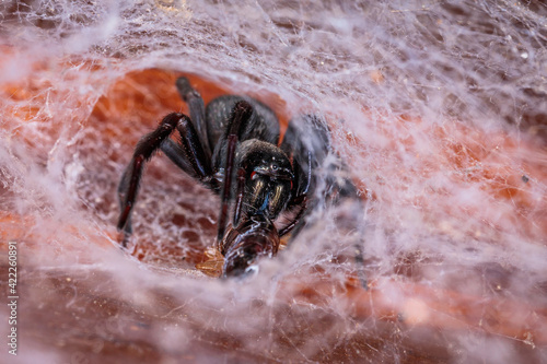 Canvastavla Black House Spider, Hughes, ACT, January 2021