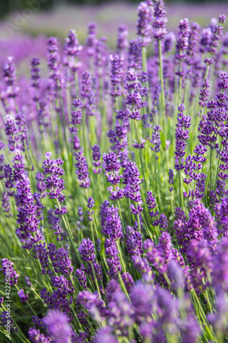 Lavender bushes closeup on sunset.. Field of Lavender  Lavender officinalis. Lavender flower field  image for natural background.Very nice view of the lavender fields.