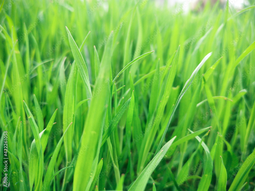 Fresh green grass background in sunny summer day Fresh green grass background in sunny summer day