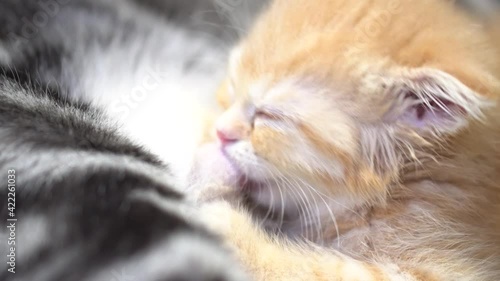 Ginger scottish fold is drinking adobt mom cat milk
