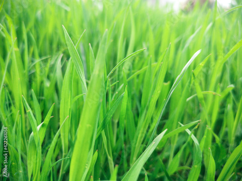 Fresh green grass background in sunny summer day