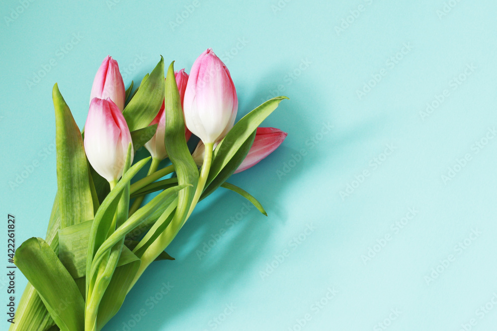 beautiful pink tulip flowers on pastel blue background, mother day template, mockup with flowers beautiful pink tulip flowers on pastel blue background, mother day template, mockup with flowers