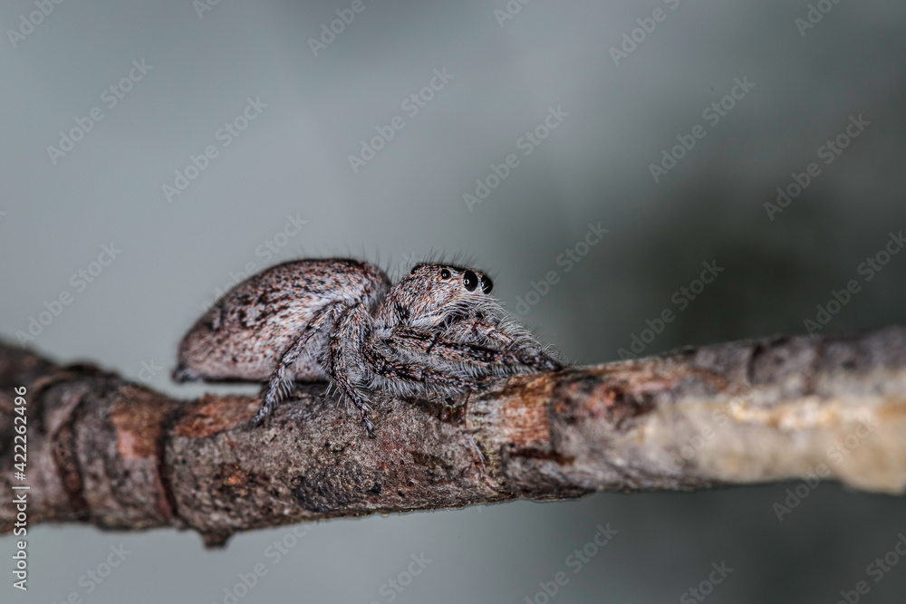 Severe Jumping Spider, Hughes, ACT, January 2021