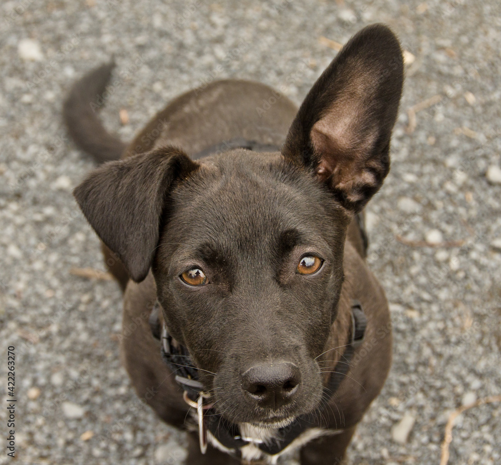 A portrait dark puppy with large and funny ears