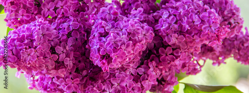 Purple (Violet) Lilac Flower close-up. Syringa vulgaris (common lilac). Spring flowers.