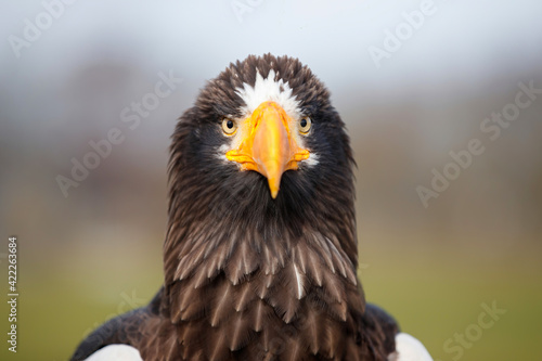 Portrait of a Steller s sea eagle  Haliaeetus pelagicus . The Steller   s Sea Eagle is a very large eagle.
