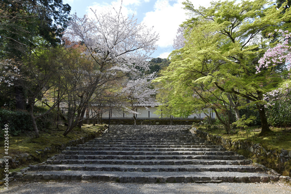 二尊院　参道の若もみじ　京都市嵯峨