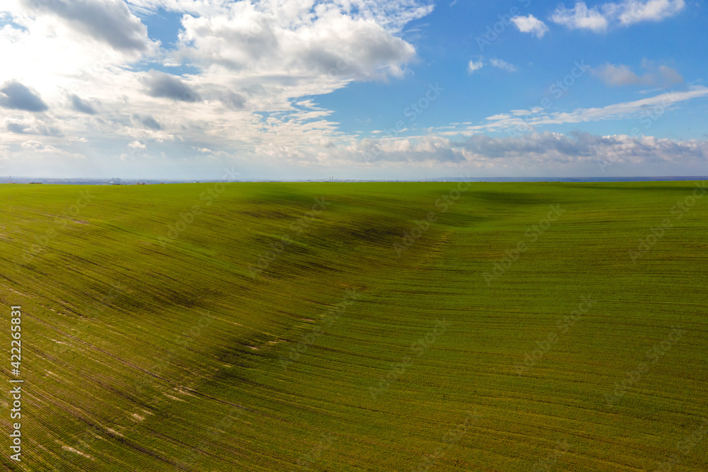 Fototapeta premium Aerial view of bright green agricultural field in early spring.