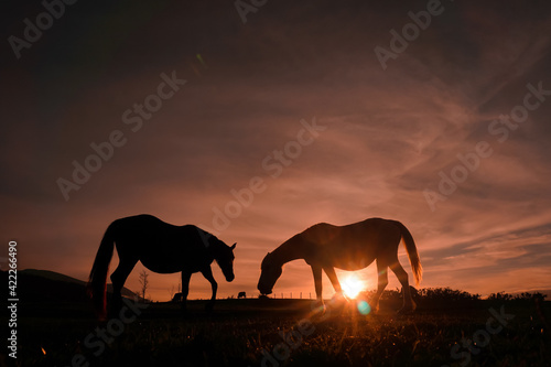 beautiful horse silhouette and sunset in the meadow  Bilbao  Spain