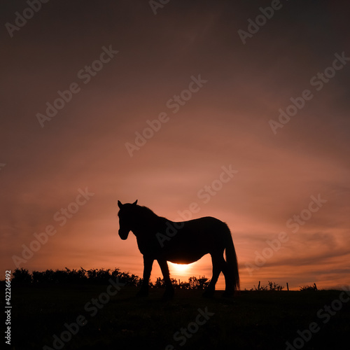 beautiful horse silhouette and sunset in the meadow, Bilbao, Spain
