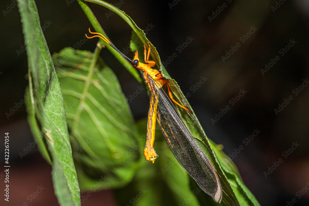 Fototapeta premium Blue Eyes Lacewing on a cherry tree in a garden