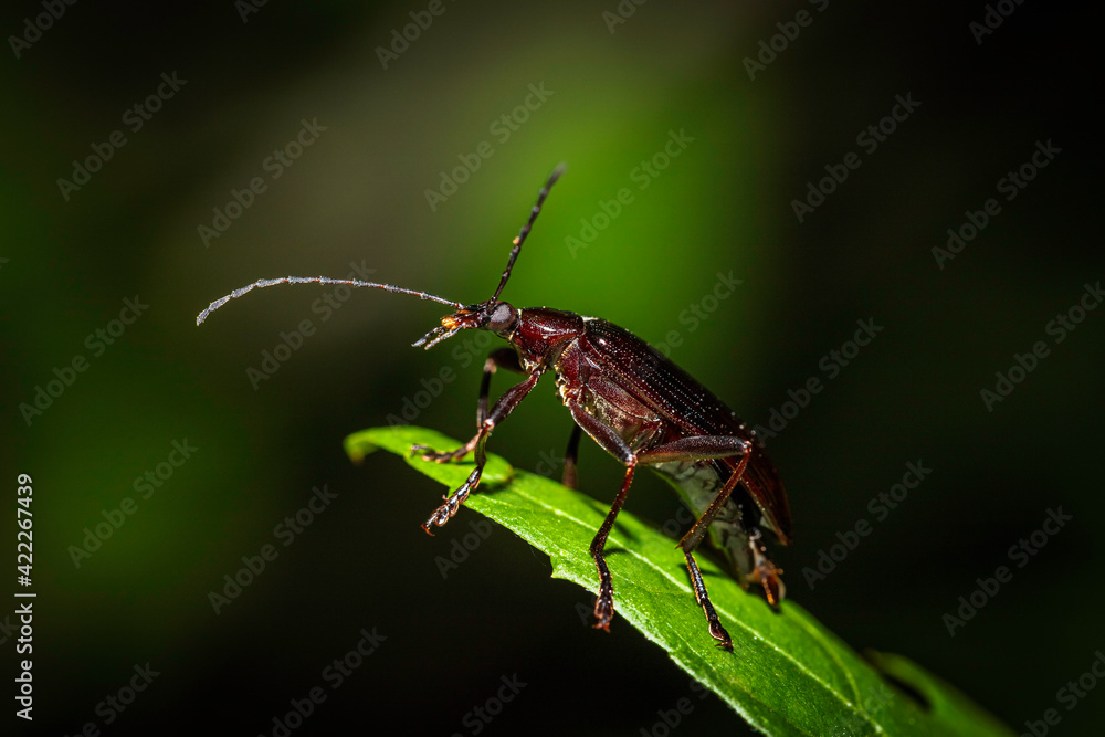 Comb-clawed Beetle (Tanychilus sp. (genus)) on a cherry tree in a garden Comb-clawed Beetle (Tanychilus sp. (genus)) on a cherry tree in a garden