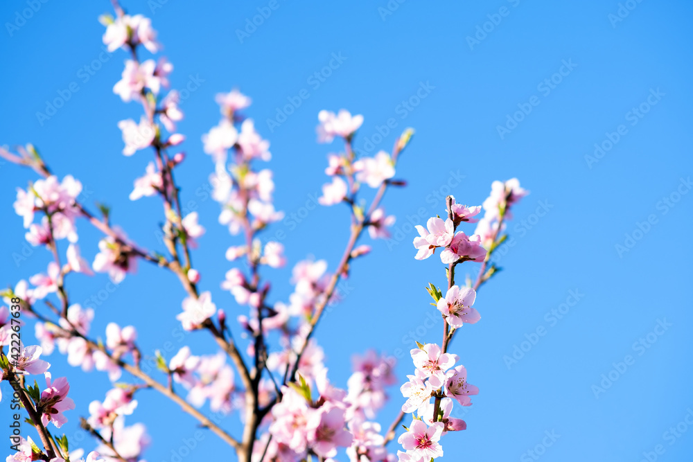 Fruit tree twigs with blooming white and pink petal flowers in spring garden. Fruit tree twigs with blooming white and pink petal flowers in spring garden.