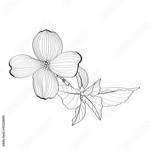 Dogwood branch with flowers. Cornus florida. Line drawing.