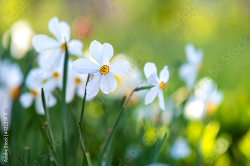 White tender narcissus flowers blooming in spring garden. © bilanol