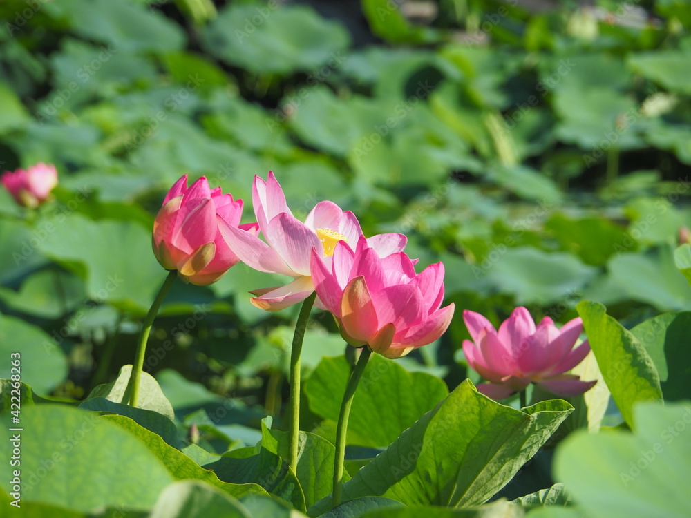Pink Lotus Flowers in the Garden