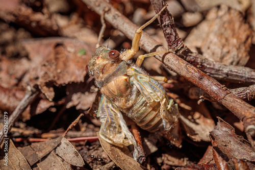 Redeye Cicada nymph struggling to climb in a garden