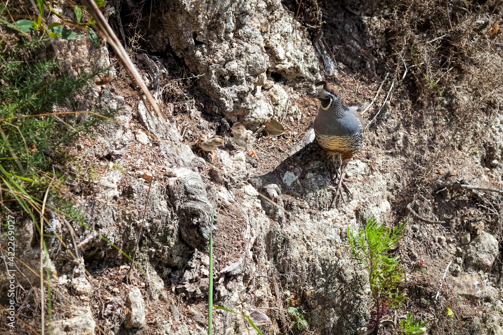 Obraz premium California Quail (Callipepla californica)