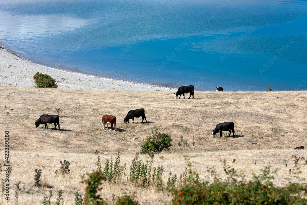 Obraz premium Cattle grazing on the banks of Lake Hawea