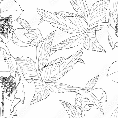 Hellebore floral foliage garland seamless pattern. Christmas winter rose flowers. Detailed outline black white sketch. Deep green background.