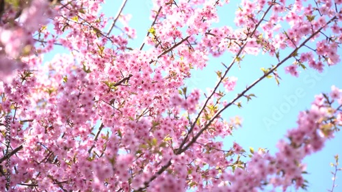 Wallpaper Mural 河津桜 Torontodigital.ca