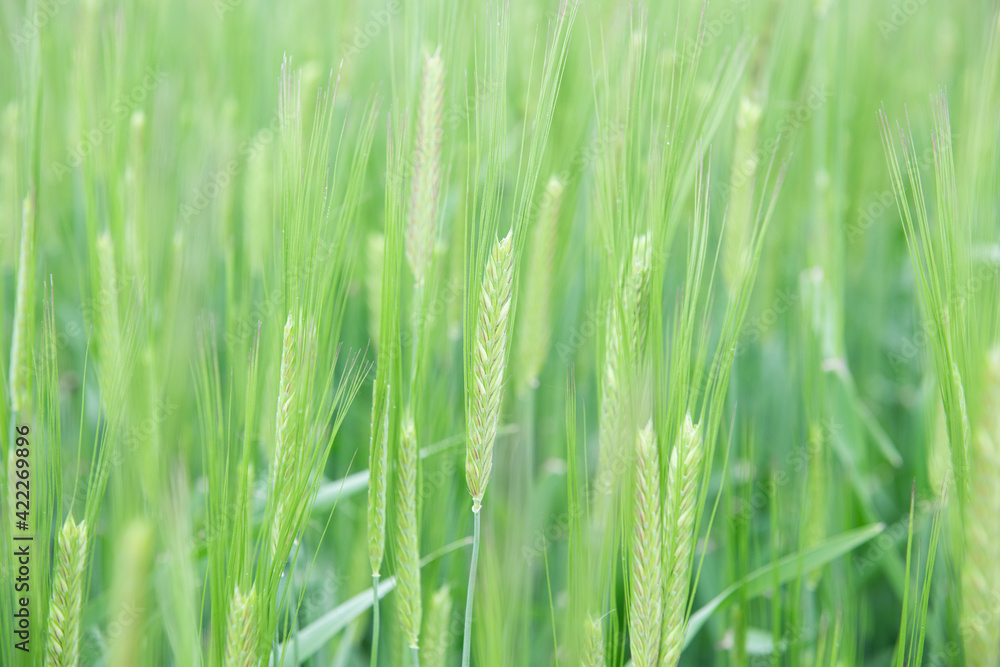 Juicy fresh ears of young green wheat on nature in spring summer field close-up of macro